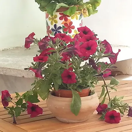 Il Giardino Del Purgatorio